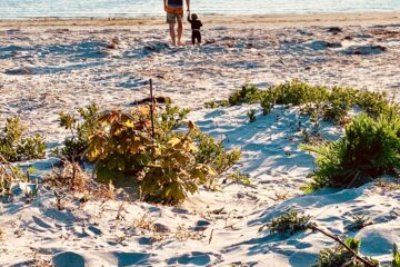 digital marknadsföring lomma strand